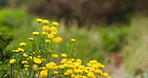 Nature, yellow and flowers in field in spring for natural beauty, blossom and botany in garden. Aesthetic, background and closeup of petals, bush and floral plant for environment, ecosystem or growth