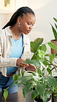 Water, gardening and black woman in home with plant, flower pot and hobby for horticulture. Nature, leaves and gardener with hydration can for eco friendly, sustainable or organic living room decor