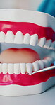 Dentist, cleaning and teeth model with tool for wellness, oral hygiene and remove tartar. Person, mouth mold or curette to check for tooth decay, gum disease and prevent cavity with periodontal care
