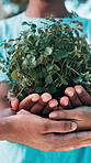 Hands, group and volunteer with seedling for eco friendly policy, climate change and clean environment. People, accountability and call to action with plant, sustainability and care on earth day