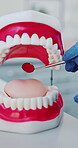 Hands, dentist and teeth model with tool for demonstration, oral hygiene and inspection. Person, mouth mold and equipment to check for tooth decay, gum assessment and cavity treatment for dental exam