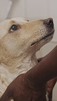 Groomer, hands and wash dog at parlor with shampoo for hygiene maintenance, cleanliness and disinfection. Person, cleaning puppy and liquid soap in small business for scrubbing fur, grooming or care.