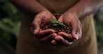 Hands, soil and person with plant for growth, sustainability or ecology for eco friendly. Seedling, fertilizer and botanist with green leaf for natural development with agro farming for conservation.