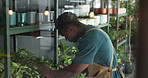 Botany, inspection and black man with water for plants with sustainability, natural or gardening. Quality assurance, ecology and African male botanist with care for greenery in garden center.