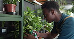 Florist, man and spray plants in shop for healthy growth, hydration and nutrients supply. Sustainable small business, black person and fertilizer for leaves maintenance, natural development and care