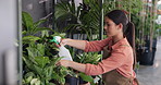 Nursery, water and woman with pot plants on shelf for growth, sustainability and healthy leaves. Gardening, florist and person with spray bottle for planting, maintenance and ecology in agro business