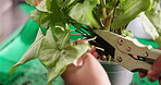 Florist, hands and tool for pruning plant in shop for healthy growth, maintenance and quality. Sustainable small business, person and unhealthy leaf removal in nursery for aesthetic and size control