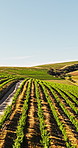 Nature, farm and aerial of vineyard with rows for wine production, growth and grapes harvest. Landscape, agriculture and drone of crops for environment, agro business and grapevine in countryside