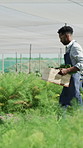 Agriculture, walk and black man with crate in garden, farming crops or organic produce for harvest. Sustainability, collection or farmer with cultivation in greenhouse, vegetable production or growth