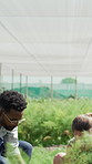 Agriculture, greenhouse and couple with plants at farm,  crop production or harvest with crate. Farmer, man and woman at conservatory for growth, agro and horticulture with interracial people