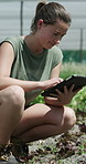 Scientist, woman and inspection with tablet on farm for field research, soil health and data collection. Agronomist, person or tech outdoor for crop management, monitor plant growth or record results