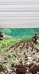Greenhouse, timelapse and people with plants for inspection of growth, healthy soil and crop quality. Agriculture, farm and farmers with organic produce for harvest, vegetables and agro business