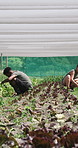 Greenhouse, timelapse and people with plants on farm for soil inspection, healthy crops and growth. Agriculture, teamwork and farmers with organic produce for harvest, vegetables and agro business
