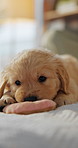 Dog, animal or playing with toy on bed for pet care, comfort or shelter with blanket in home. Canine, puppy or playful golden retriever with plushie in bedroom for adoption, safety or security