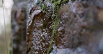 Moss, nature and wet with rock outdoor for conservation, eco tourism or environment sustainability. Ecology, moisture and rugged stone surface in forest for ecosystem, habitat or natural terrain