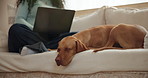 Laptop, business and woman on sofa with dog in home for remote work with creative project. Relax, freelancer and female person with puppy pet for bonding in living room with computer in apartment.