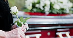 Rose, funeral and hands of woman by casket at graveyard for remembrance, mourning or grief at service. White flower, memorial and person at cemetery for burial ceremony for loss, sympathy or respect.