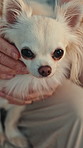 Hands, person and dog in home, relax and fur with companion, comfort and safety. Pet owner, rubbing puppy and animal care with rest, connection and security with best friend and love in living room