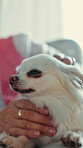 Hands, person and dog in home, rest and fur with companion, comfort and safety. Pet owner, rubbing puppy and animal care with connection, relax and security with best friend and love in living room