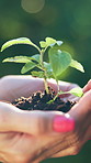Hands, plants and woman in nature, soil for future growth and ecology with sustainability. Bokeh, activist and person in forest, seedling and agriculture with planning in climate change and earth day