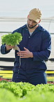 Man, growth inspection and farmer with lettuce for agriculture, sustainability and harvest. Greenhouse, plant and person on farm with agro business for crops, quality control or hydroponics produce