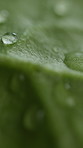 Environment, water and drop on leaf for growth, hydration and humid condition to aid photosynthesis. Ecosystem, closeup and fluid on plant for nutrition, sustainability or moisture with dew in nature