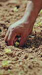 Agriculture, soil or hand with seedling for planting, produce cultivation or sustainable farming. Outdoor, person or farmer with sprout for crop production, gardening or nature environment for growth