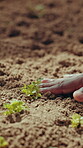 Agriculture, soil and hand with sapling for planting, produce cultivation or sustainable farming. Outdoor, person or farmer with sprout for crop production, gardening or nature environment for growth