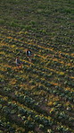 Drone, farming and couple in field, agriculture for sustainability and vegetable production. Above, man and woman in nature, countryside and growth with pattern, landscape and support for harvest