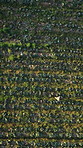 Aerial, person and walk with tablet on farm for inspection, agriculture stock and food production. Drone, farmer and digital for quality assurance, inventory management and vegetable growth in nature