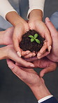 Team, unity and hands with plant, business growth and support for green investment or sustainability. Colleagues, above and people with seedling in soil, eco friendly and collaboration in office