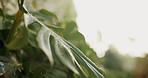 Monstera, plants and water drops in garden with humidity, hydration or sustainability for natural growth. Outdoor, botany and leaves in backyard with liquid, moisture and condensation in environment.