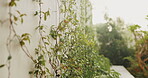 Backyard, plants and vines on wall for growth, sustainable landscaping and empty garden at house. Outdoor, ivy and creeper greenery with sunshine for photosynthesis, yard aesthetic and natural decor