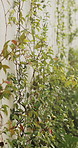 Wall, vines or growth for conservation in backyard, decorative foliage or flora for structure support. Leaves, sustainability or property barrier with ornamental plants, sunshine or garden vegetation