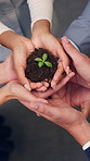 Hands, business people and plant in office for growth, sustainability and support for climate change. Sprout, team and soil for green conservation, group collaboration and eco friendly from above