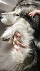 Dog, hands and care in bedroom with owner for comfort, morning peace or calm with stroke from above. Home, pet and chill with person on bed for resting, wellness and relax with connection together