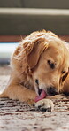 Relax, dog and lick paw in home for routine grooming, domestic comfort and canine companion. Adoption, cozy golden retriever and resting on carpet for pet care, animal behavior and furry best friend
