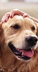 Love, hands and stroke dog in house for rescue pet, bonding together or furry best friend. Woman, owner and scratch golden retriever for domestic companion, connection or animal affection for loyalty