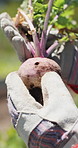 Hands, farming and harvest with turnip for crops, agriculture and inspection with plants in summer. Person, farmer and nature with roots, bulb and organic vegetable with gloves for sustainable growth