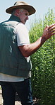 Farm, walking and back of man with plants for inspection, healthy harvest and ecology outdoor. Agriculture, sustainability and mature farmer in field to check crops, organic produce and growth