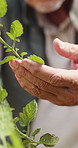 Agriculture, inspection and hands of farmer with leaves for growth, health and progress for harvest. Farm, sustainability and person with produce, crops and check plant for quality assurance outdoor
