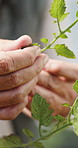 Farm, inspection and hands of farmer with leaves for growth, plant health and progress for harvest. Agriculture, sustainability and person with produce, crops and check for quality assurance outdoor