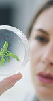 Professional, woman and scientist with plants in petri dish in laboratory with medical research or study. Leaf, cylinder and biologist with herb for pharmaceutical innovation, test or drug trial.