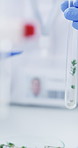 Hands, scientist and test tube with leaves at laboratory with pincers, medical research or natural medicine. Person, tools and equipment for plants, sample or container for pharmaceutical development