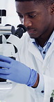 Black man, scientist and microscope for leaves with petri dish, medical research or natural medicine. African person, plants and equipment with gloves, sample and ppe for pharmaceutical development