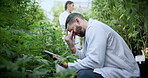 Scientist, headache and man with tablet for plants, crop failure or frustrated by bad results on web. Biologist, migraine and person with tech for research, stress and cannabis with pest infestation