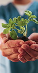Hands, plant and sapling with nurse at clinic with sustainability, ESG or net zero healthcare. Person, leaves and soil for eco friendly services, wellness and growth for climate change at hospital
