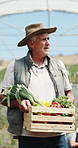Old man, farmer and walk in greenhouse with basket, check and hat with organic produce in summer. Person, vegetables and farming with wood box, harvest and inspection for sustainable agriculture
