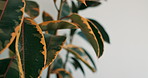 Plant, space and leaves in empty office for eco friendly, growth or ecology with natural botany. Sustainability, horticulture and greenery for decoration with cultivation or floral care in workplace.