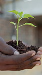 Plant, soil and hands of man outdoor for sustainability, growth and eco friendly community service. Sprout, fertilizer and male volunteer with green leaf for horticulture with ngo project for botany.